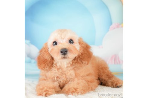 成約済の埼玉県のトイプードル-320621の3枚目